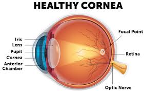 Image result for Cornea