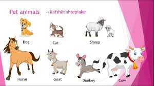 Parafillor Wild Animals And Pet Animals Kafshet E Egra Dhe Kafshet Shtepiake Ne Gjuhen Angleze Youtube