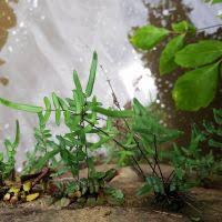 Image result for Pellaea angulosa