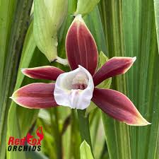 Image result for Phaius occidentalis
