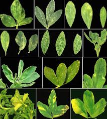 Image result for Alfalfa mosaic virus