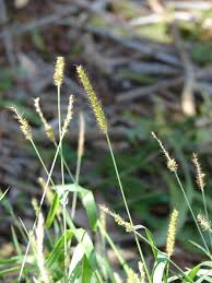 Image result for Sacciolepis indica