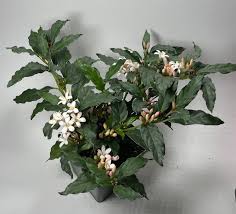 Image result for Mitriostigma axillare