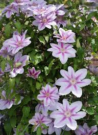 Clematis aug taisnā veidā, iesaiņojot to vīles ap plāniem balstiem, un nevar efektīvi audzēt tukša luktura stabu. Give Your Garden A Lift With Clematis Longfield Gardens