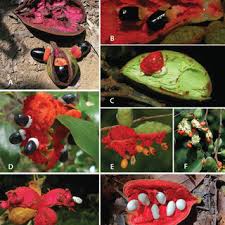 Image result for Xylopia collina