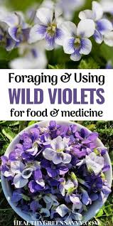 Check spelling or type a new query. Are Wild Violets Edible Wild Violet Uses In The Garden Kitchen