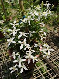 Maybe you would like to learn more about one of these? World Farm Clematis Aristata Native Of Australia Facebook