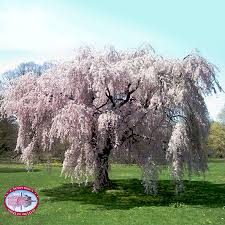 Weeping higans (prunus subhirtella pendula) produce masses of pink or white flowers. Live Weeping Japanese Cherry Blossom Tree Seedling Weeping Cherry Tree Yoshino Cherry Tree Flowering Cherry Tree