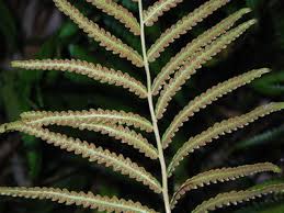 Image result for Equilabium parvum