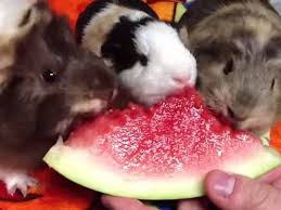 Meerschweinchen Kumpels Lecker Wassermelone
