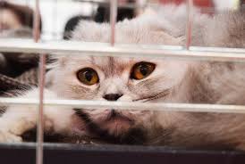 Fairfield county, pickerington, oh id: Blog On Cats And Cat Grooming The Dapper Cat