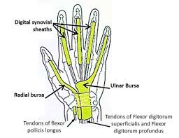 Page 10 Anatomy Qa What are the contents of the anatomical snuff box? page 10 anatomy qa