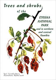 Image result for Leucosphaera bainesii