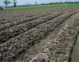 Pada dasarnya, cara menanam kacang panjang agar hasil melimpah ruah tidaklah sulit selama kita mengerti bagaimana cara menanam kacang pemupukan. Media Tanam Kacang Panjang Ilmubudidaya Com