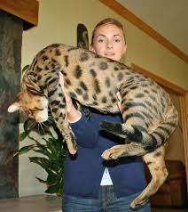 F1 savannah cat google great adventure. Savannah Cat Breed Information Facts 30 Pictures Fallinpets
