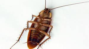 We are an integrated pest management company performing german roach service the same way it is performed in hospitals, hotels and public schools for safety. How To Get Rid Of Roaches In Your Garage