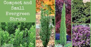 ✅ browse our daily deals for even more savings! Small Evergreen Shrubs For Year Round Interest In Yards And Gardens