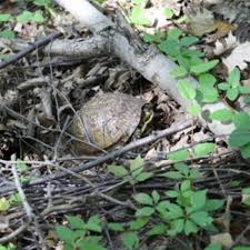 Nixon Taps Lawyer for Mo Conservation Commission