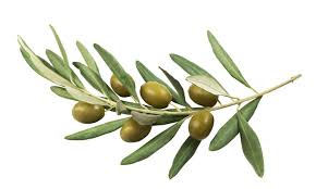 What Does "To Hold Out An Olive Branch" Mean? How To Use It
