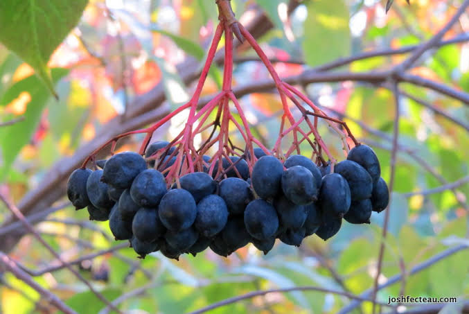 Mga resulta ng larawan para sa Nannyberries fruits"
