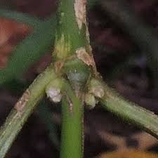 Image result for Lasianthus kilimandscharicus