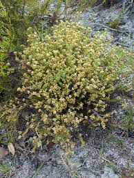 Image result for Helichrysum asperum