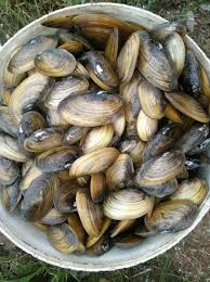 Kaki merupakan otot terbesar yang ada pada badan kijing, yang digunakan untuk bergerak dan menggali. Jual Kerang Kijing Air Tawar Di Lapak Dendi Hanggar Darusman Bukalapak