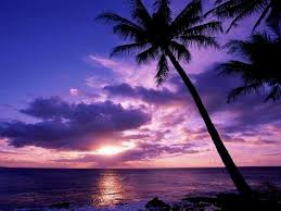 صور خلفيات طبيعية للغروب مناظر روعة 2017 ميكساتك palm tree sunset sunset sunset wallpaper