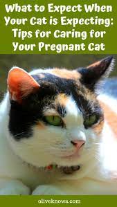 What To Expect When Your Cat Is Expecting Tips For Caring For Your Pregnant Cat Oliveknows Pregnant Cat Cat Having Kittens Cat Care