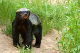 Check spelling or type a new query. Honey Badgers Adorable But Fierce Little Mammals Live Science