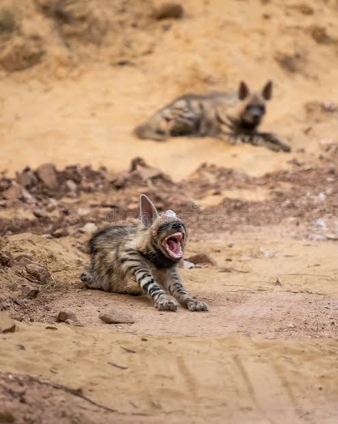201 Hyena India Stock Photos - Free & Royalty-Free Stock Photos from Dreamstime