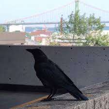 Black Bird Singing In The Dead Of Night Take These Broken Wings Blackbird The Beatles Blackbird Singing In The Dead Of Night Take These Broken Wings And Learn To Fly All Your Black Bird Blackbird Singing Broken Wings