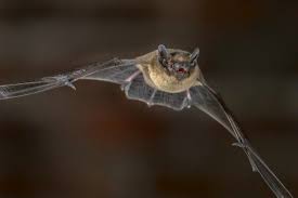 Witch flying on a broom. Flying Close To Ground Saves Energy