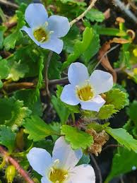 Image result for Bacopa hamiltoniana
