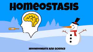 Why Is Homeostasis Important Science For Kids Life Science Science
