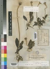 Image result for Gerbera piloselloides