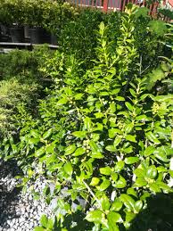 Check spelling or type a new query. What Kind Of Holly This Is My Guess It S A Dwarf Burford Holly But I M Not Sure Location Sc Zone 8 Whatsthisplant