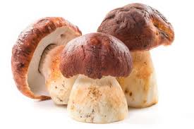 Tout Sur Le Cepe Le Choisir Le Conserver Le Cuisiner Comment Cuisiner Alimentation Cepes