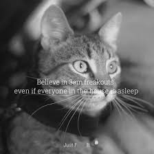 Selection of the dankest cat memes.feel free to give suggestions of memes and format below. Nike Just Do It Cat Memes That Will Make Your Caturday Meowingtons