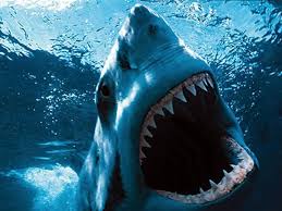 Resultat d'imatges de imagenes animales marinos