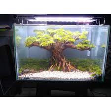 Jika salah satu dari senyawa ini kurang, tanaman mulai tumbuh dengan tidak optimal. Jual Aquascape Tema Bonsai Dan Moss Ukuran 40 X 20 X 25 Jakarta Barat Aquascape Azmy Azalia Tokopedia