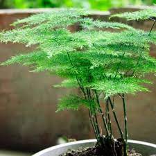 When growing the foxtail fern outdoors, it can quickly become invasive and take over a space. Asparagus Fern Care Guide The Contented Plant