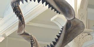 Also technically, the modern great white shark is known as carcharodon carcharias, meaning it belongs to the same genus as megalodon. Carcharodon Megalodon Teeth American Museum Of Natural History