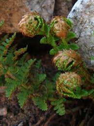 Image result for Dryopteris antarctica