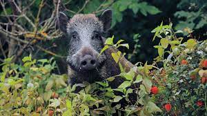 Verkaufe hier ein schönes wildschwein mit roter. Pur Wildschwein Im Garten Was Tun Zdftivi
