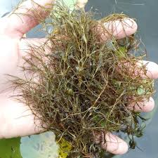 Image result for Najas horrida