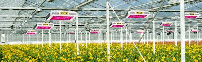 Maybe you would like to learn more about one of these? Grow Lights Wills Upgraded 600w Led Plant Growing Lamp Full Spectrum With Veg Bloom Dual Switches Led Grow Light For Indoor Plants Hydroponics Growing