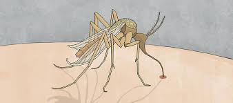 Are you searching for malaria mosquito png images or vector? Playing The Malaria Elimination Game Was Never Going To Be Easy