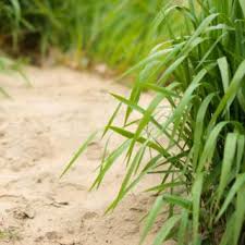 To improve your sandy soil you should: Plants And Vegetables For Sandy Soil How To Amend Sand To Make It Richer