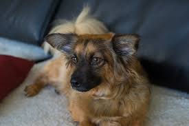 This little parasite can cause immense discomfort for your dog and because of the constant scratching, your dog can lose hair and its skin can get infected. The Complete Natural Remedies Guide For Itchy Dogs And Dogs With Allergic Skin Reactions